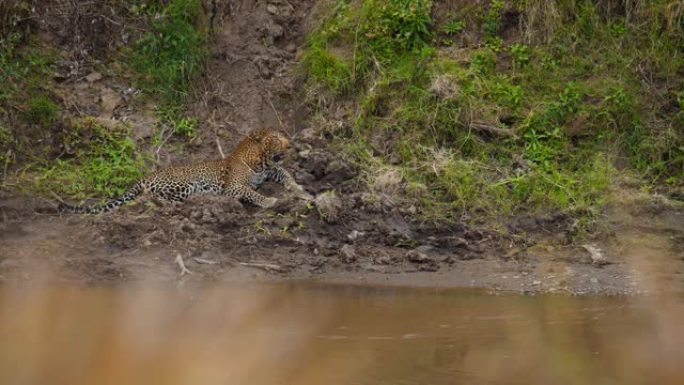 豹子躺在野生动物保护区的河岸上