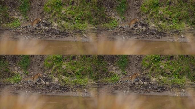 豹子躺在野生动物保护区的河岸上