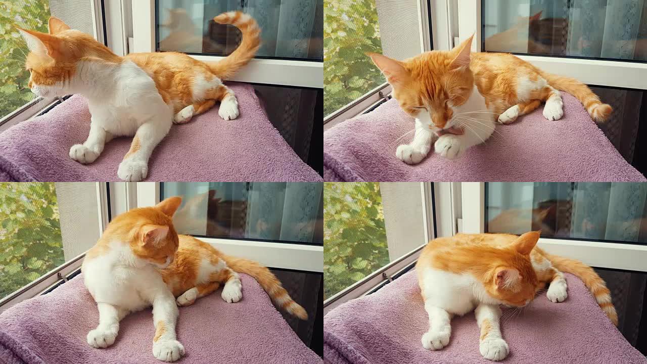 红白猫在家舔爪子洗脸。窗台上可爱的有趣的红白猫，特写，动态场景，4k色调视频。