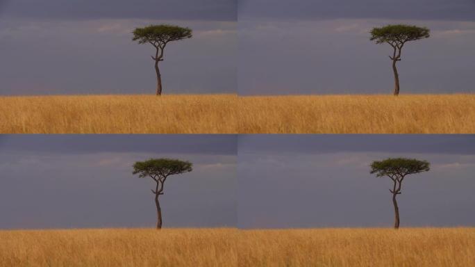 马赛马拉国家保护区大草原上的一棵相思树上的宁静景色。纪录片