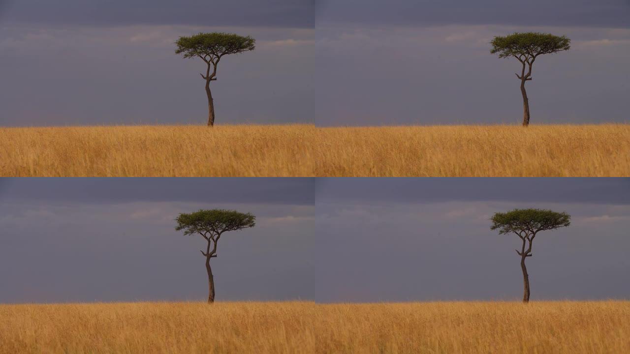 马赛马拉国家保护区大草原上的一棵相思树上的宁静景色。纪录片