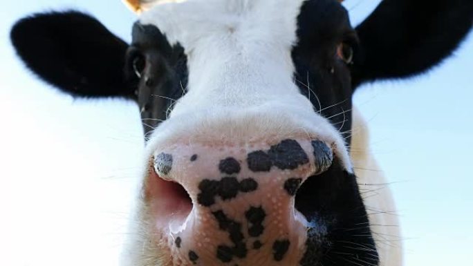 奶牛正把鼻子戳进摄像机里。