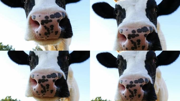 奶牛正把鼻子戳进摄像机里。
