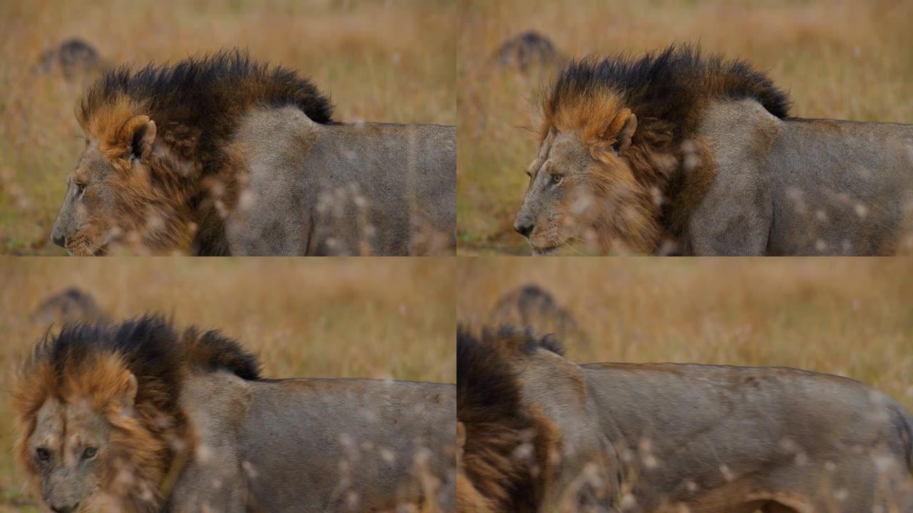 野生雄性非洲狮子站在野生动物保护区的草原上