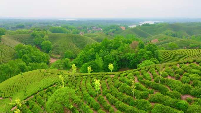 航拍信阳茶山风光