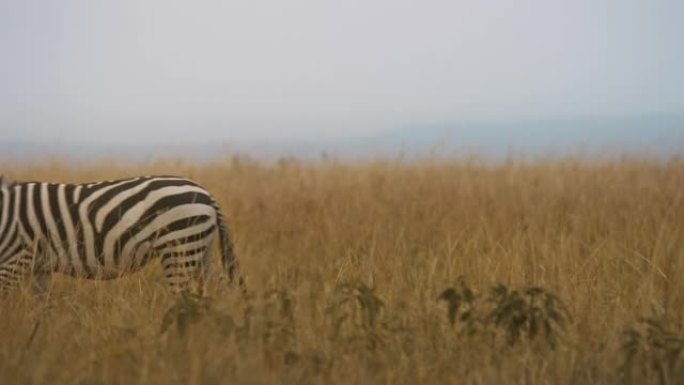 在野生动物保护区的草原上行走的斑马。牛啄木鸟斑马。