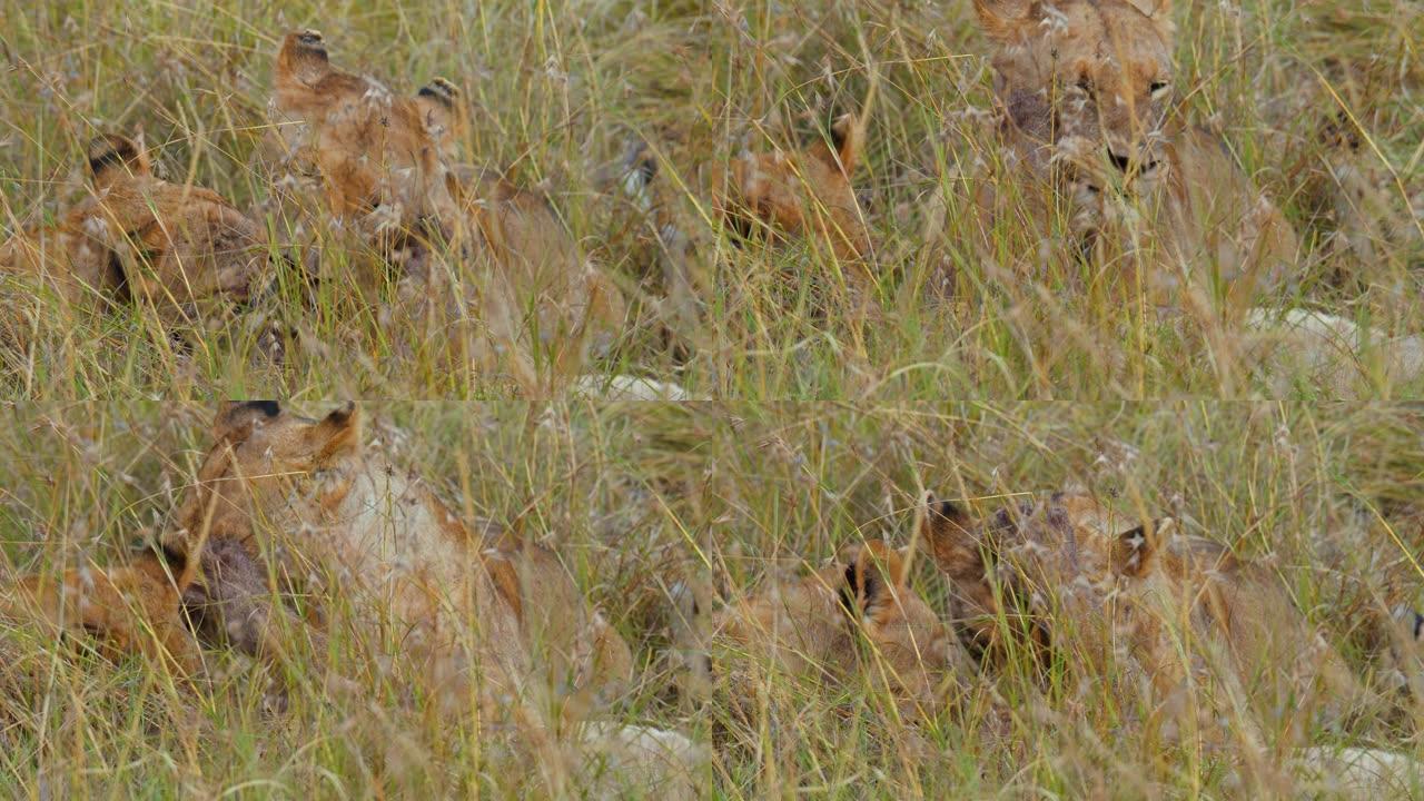 狮子在野生动物保护区的草地上休息