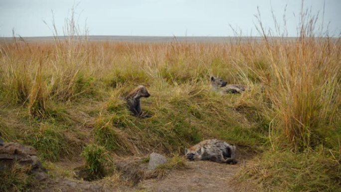 鬣狗和幼崽在野生动物保护区的草地上休息