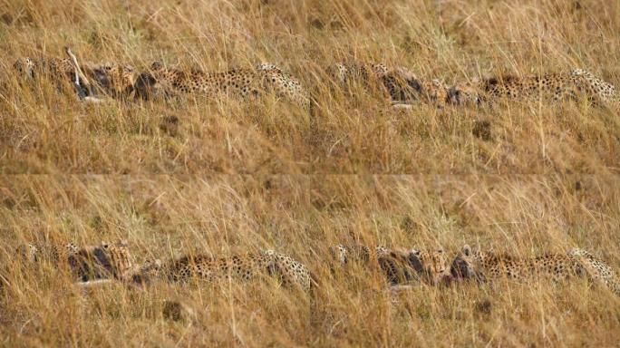 在草原上，猎豹正在吃一只黑斑羚幼崽