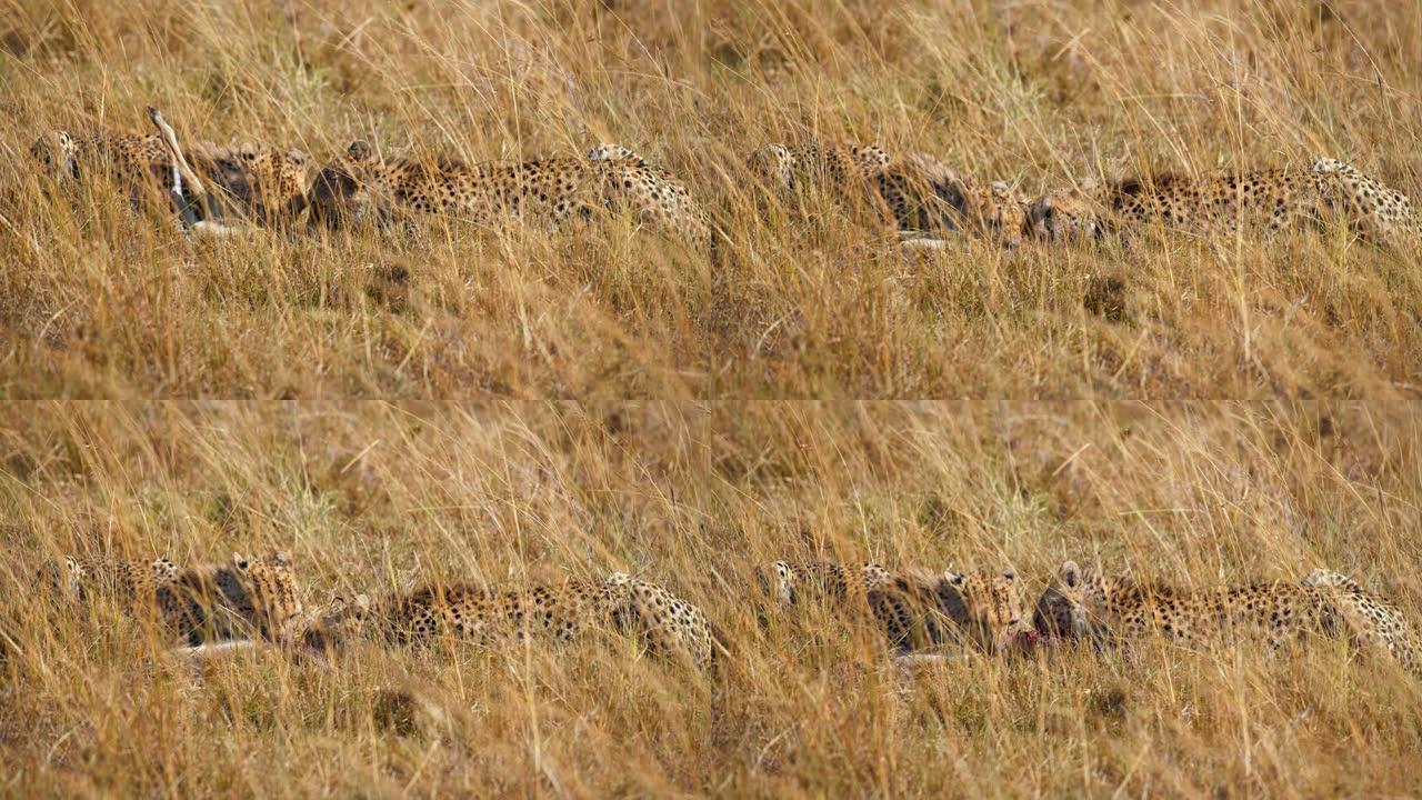 在草原上，猎豹正在吃一只黑斑羚幼崽