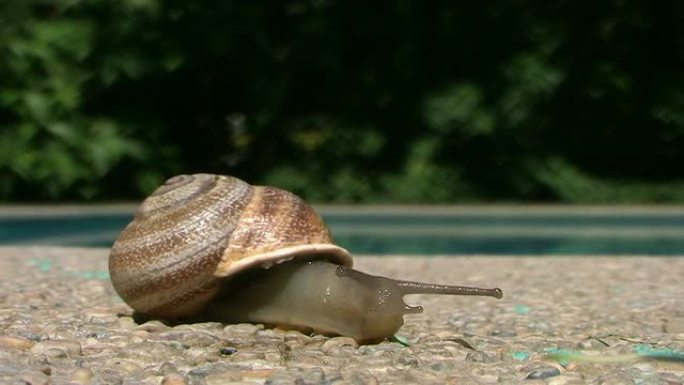 蜗牛 (第二部分)