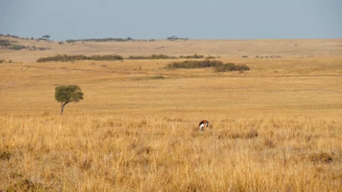 在草原上放牧的黑斑羚