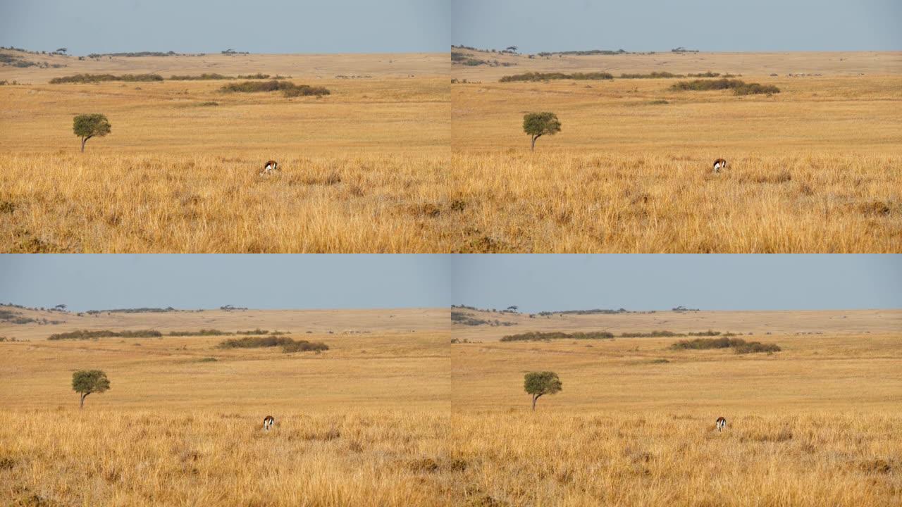 在草原上放牧的黑斑羚