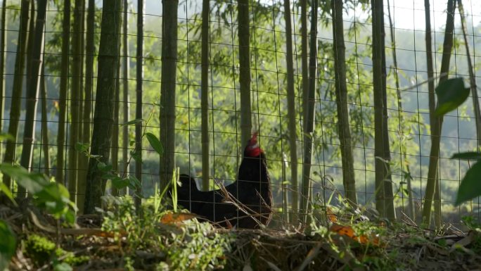 山区竹林养殖的鸡鸭鹅
