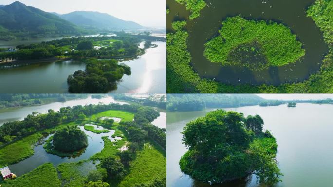 白鹭 湿地生态公园