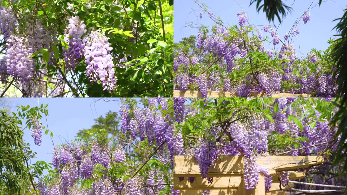 紫藤花开放，紫藤