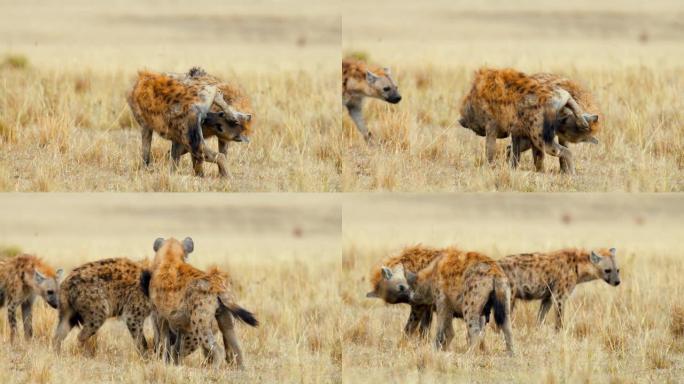 两只鬣狗通过嗅和舔对方的生殖器来进行仪式。雄性鬣狗站在野生动物保护区的草地上舔雌性