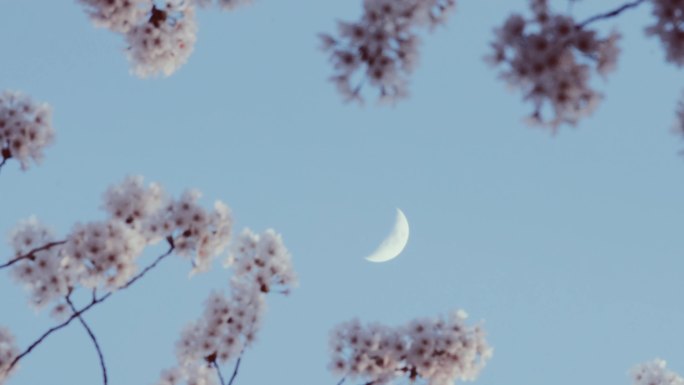月亮樱花