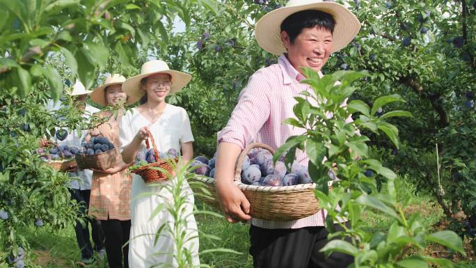 黑布林李子