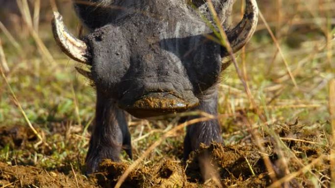 疣猪在马赛马拉平原上吃动物粪便。