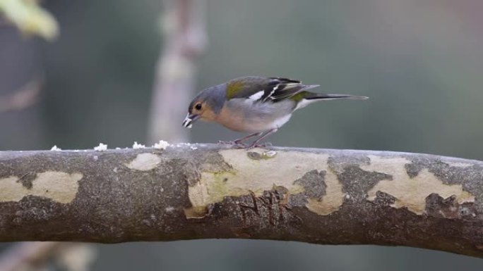 马德拉的一只鸟在Vereda dos balc õ es的4k视频。由于温暖，鸟儿在冬天向南飞。