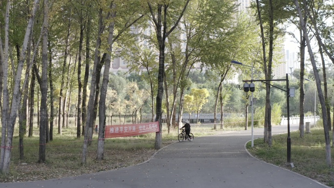 小树林  秋景  休闲  树木 北川河