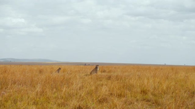 非洲猎豹在草原上放松