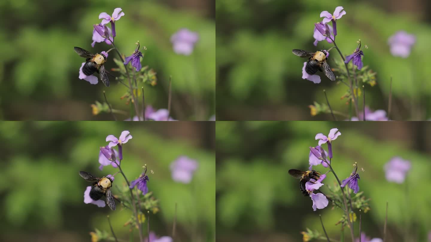 一只正在采蜜的蜜蜂