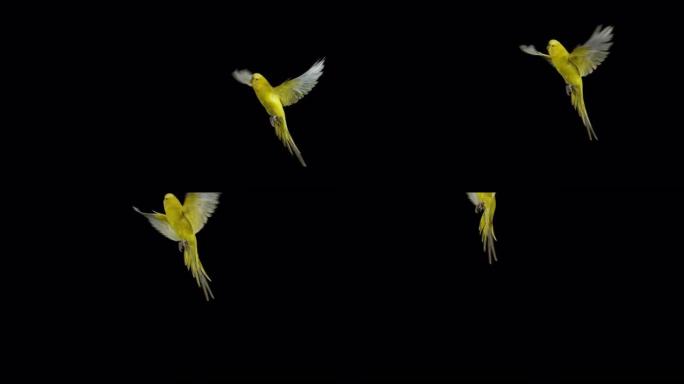 虎皮鹦鹉，melopsittacus undulatus，在黑色背景下飞行的成年人，法国诺曼底，慢动