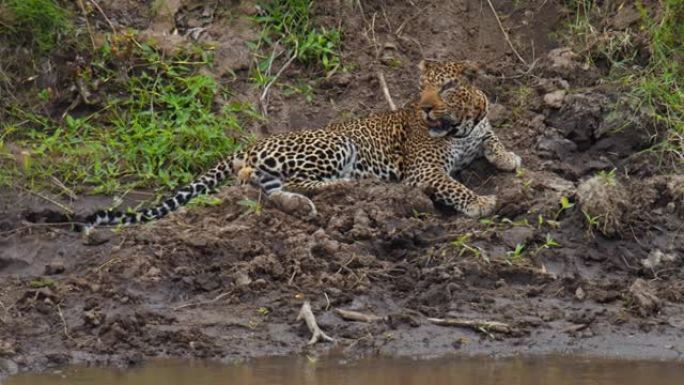 野生动物保护区河岸上的斑点豹