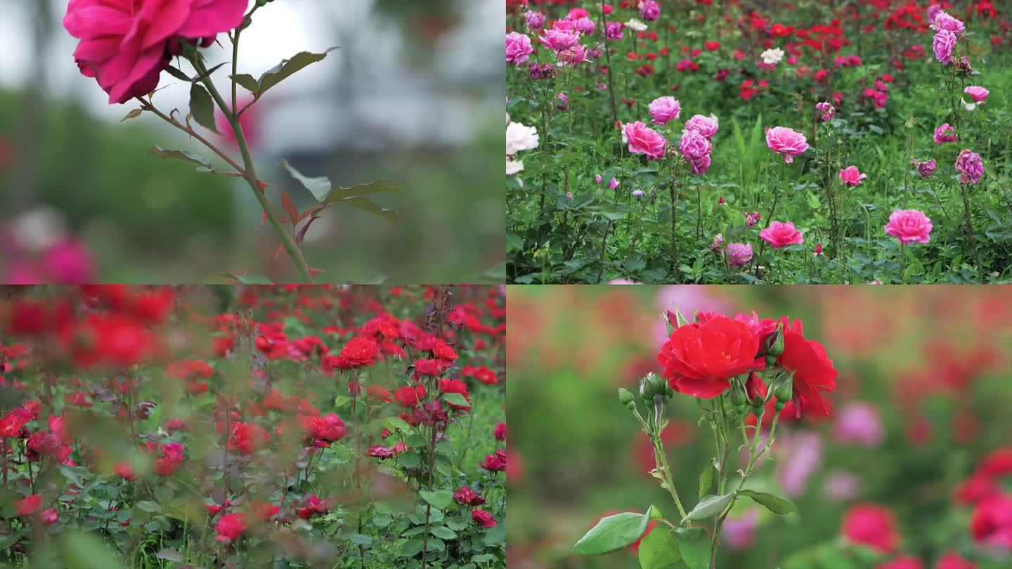 带刺的红玫瑰花4k视频素材