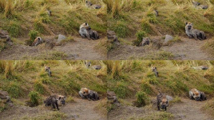 鬣狗在野生动物保护区草原的鬣狗窝放松
