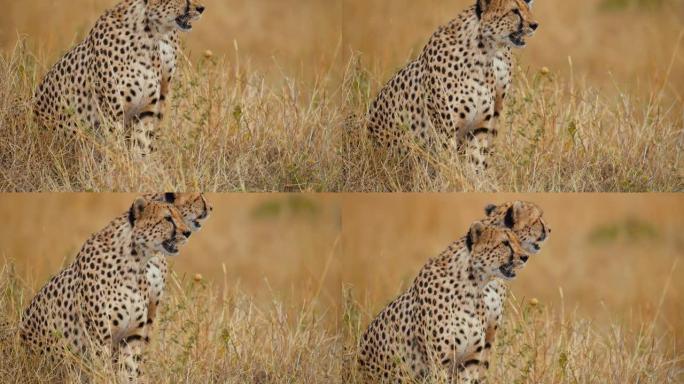 非洲猎豹在草原上放松，等待猎物。猎物目击。