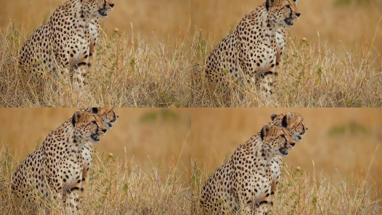 非洲猎豹在草原上放松，等待猎物。猎物目击。
