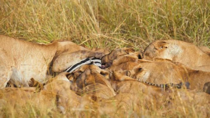 狮子家庭午餐。狮子在野生动物保护区的草地上吃死斑马