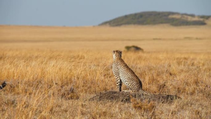 非洲猎豹他们的眼睛盯着草原上的猎物