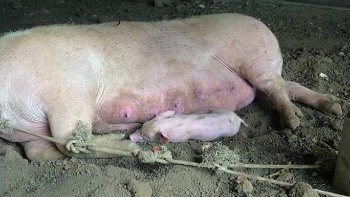 粉红色的母猪用绳子绑在她的小猪旁边睡觉 (特写)