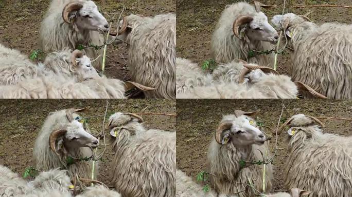 瓦拉几亚羊。羊群。