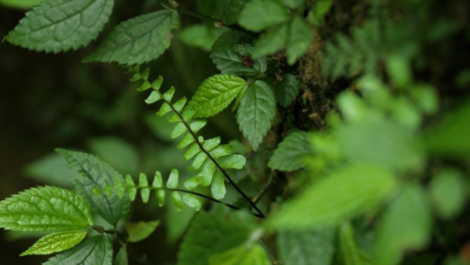 雨林微观植物