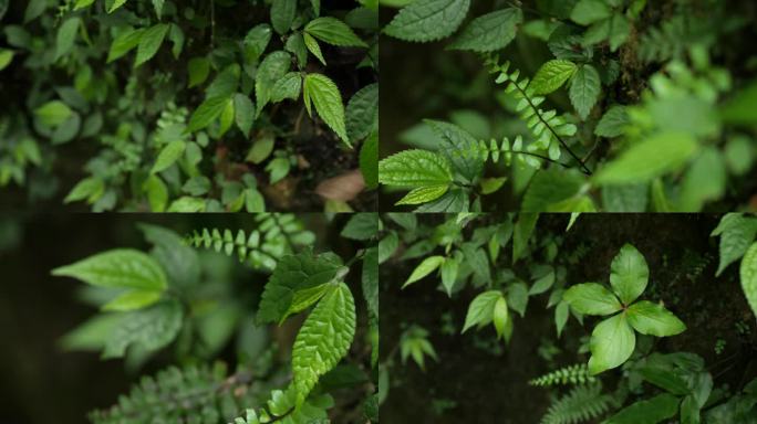 雨林微观植物