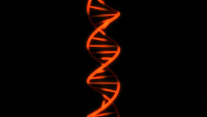 DNA旋转 (橙色/红色，缩小)。0:00-5:00和15:00-20:00之间的可循环