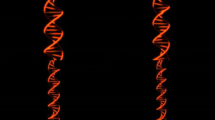 DNA旋转 (橙色/红色，缩小)。0:00-5:00和15:00-20:00之间的可循环