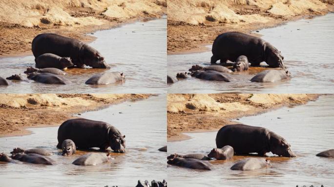 河马站在河里日落野生动物保护生物