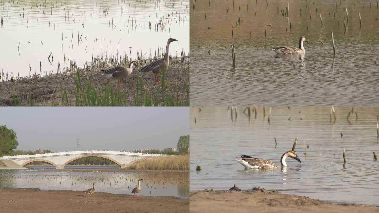 沼泽湿地生态水鸭生活状态各个方面展现4K