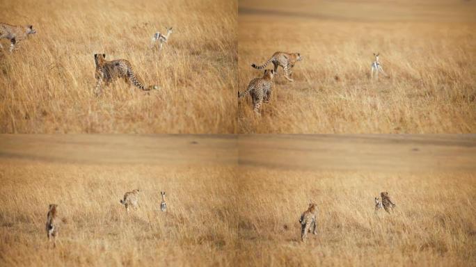 慢动作野生非洲猎豹追逐黑斑羚幼崽