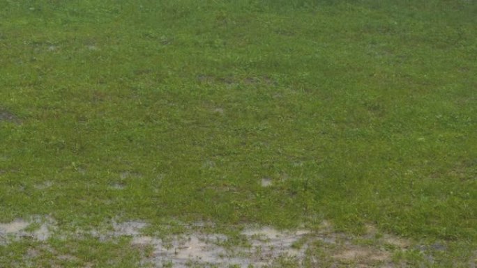 春季倾盆大雨后，完全浸透了水坑的绿色花园草