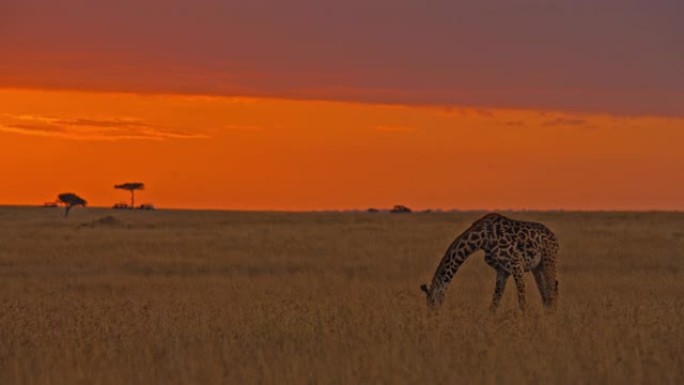 橙色黄昏期间，长颈鹿在野生动物保护区享受和吃草