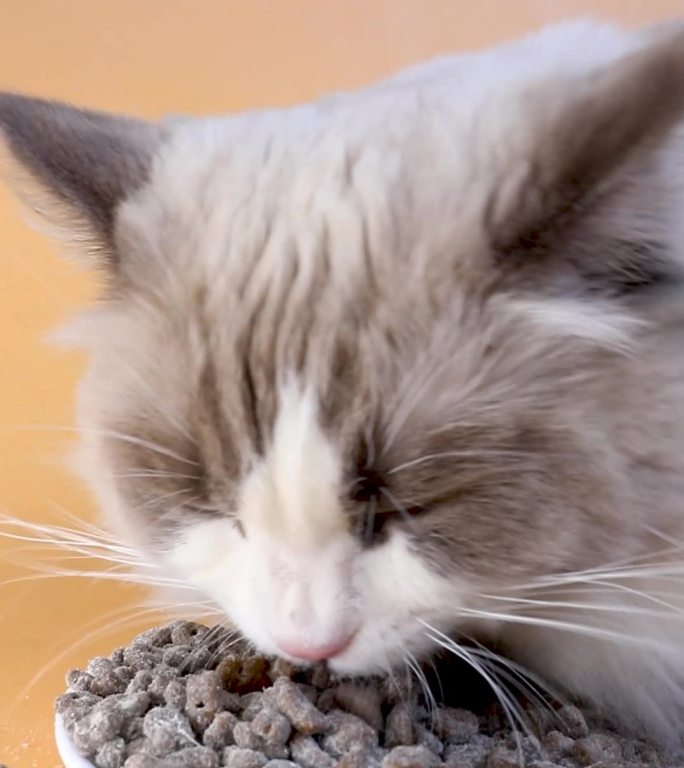 宠物布偶猫吃猫粮的多角度拍摄