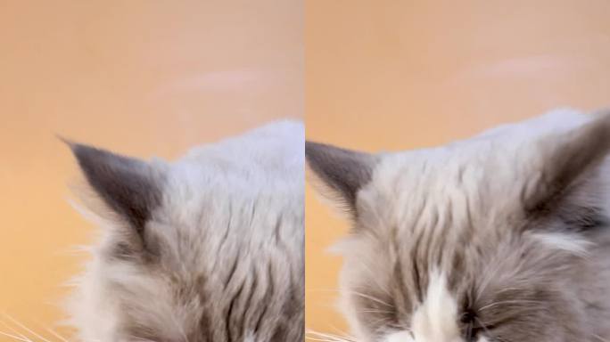 宠物布偶猫吃猫粮的多角度拍摄