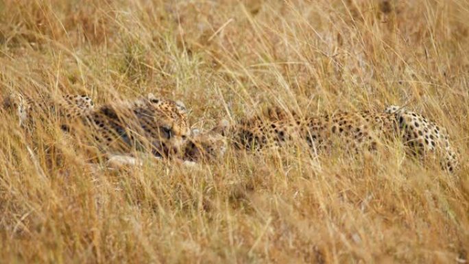 慢动作猎豹在高高的草丛中吃黑斑羚幼崽